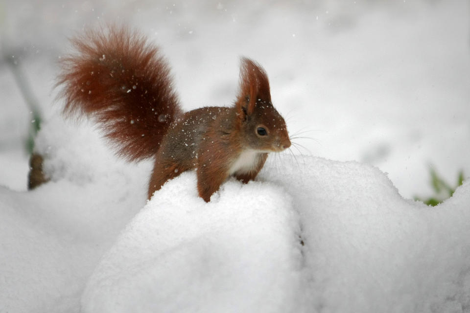 A squirrel sits in the snow in a garden in Wiesbaden, central Germany, Tuesday, March 12, 2013. Fresh snow fell in wide parts of Germany. (AP Photo/dpa, Fredrik Von Erichsen)