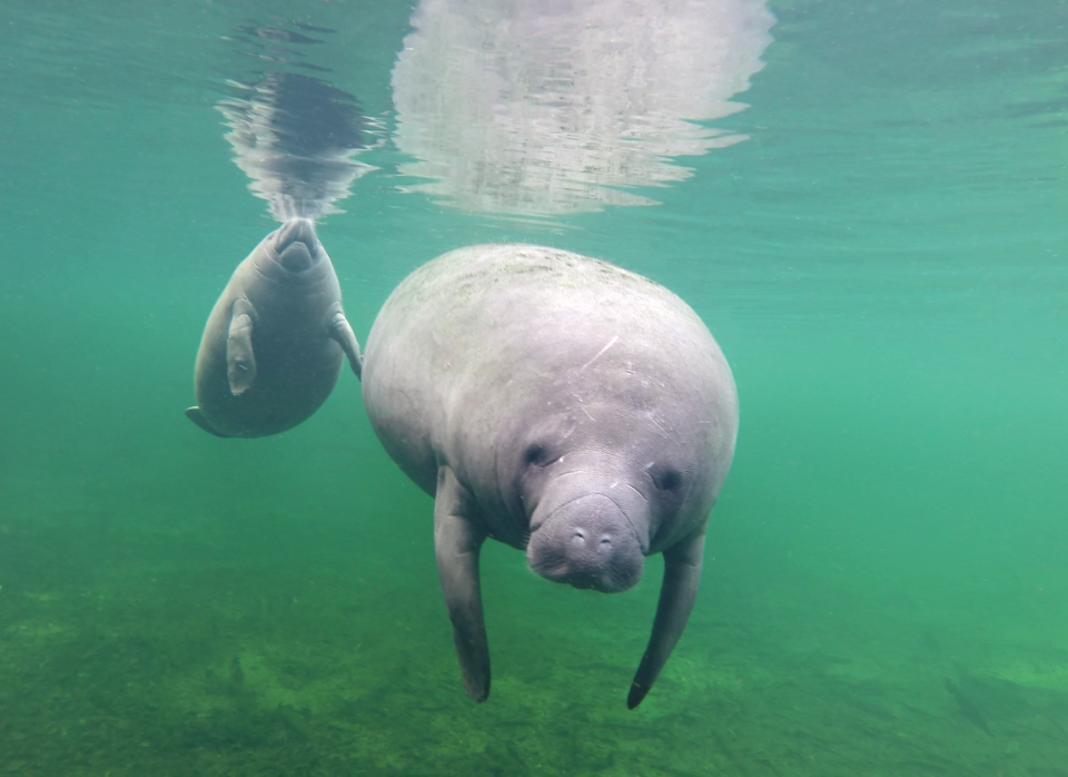 Two healthy looking manatees under water in Florida.