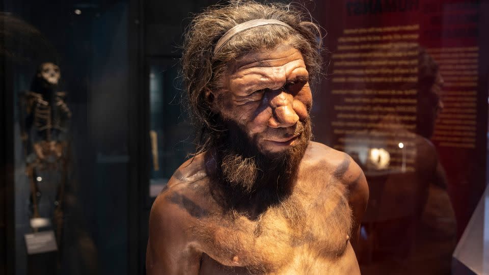 A figure of a Neanderthal man is seen in the Natural History Museum, London.  Researchers are using AI-based computational methods to extract genetic information from extinct human relatives such as Neanderthals.  - Mike Kemp/In Pictures/Getty Images