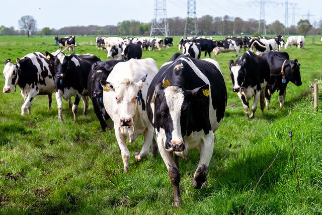 <p>Sina Schuldt/picture alliance via Getty</p> Stock image of dairy cows.