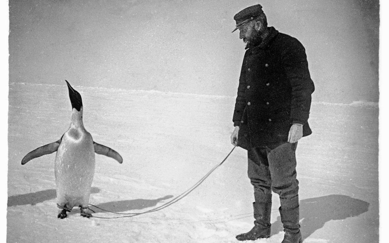 ‘Marooned in a white Sahara’: Captain Adrien de Gerlache and an emperor penguin - De Gerlache Family Collection