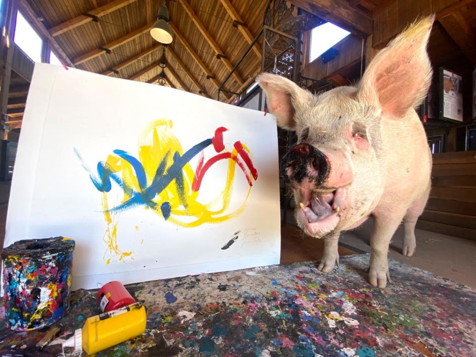 Pigcasso’s paintings were cherished by VIP such as Ed Westwick and Rafael Nadal and Jane Goodall. Farm Sanctuary SA / CATERS NEWS