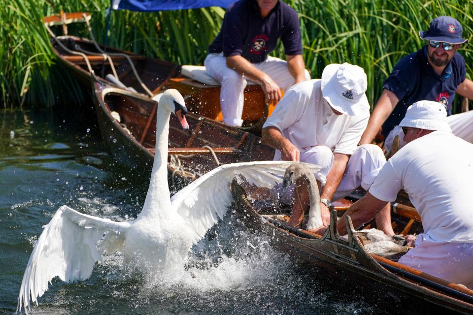 Swan Uppers check over a cygnet near Chertsey in Surrey (PA)