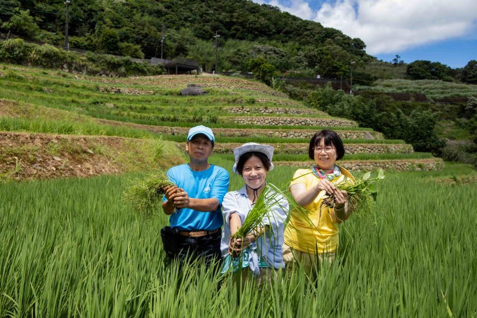 嵩山百年梯田農事體驗。   圖：新北市觀旅局提供