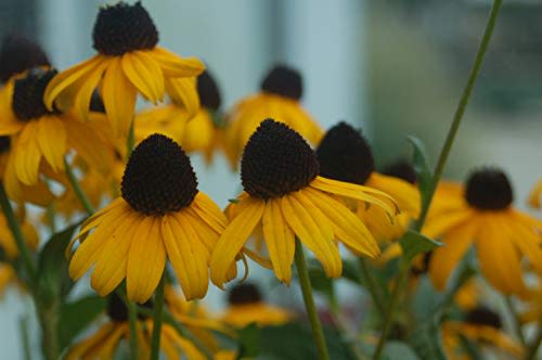 Rudbeckia fulgida 'Goldsturm' (Black Eyed Susan) Perennial, yellow flowers, 1 - Size Container