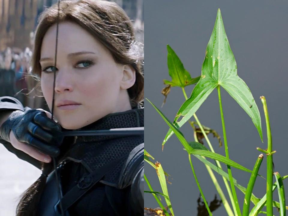 katniss plant