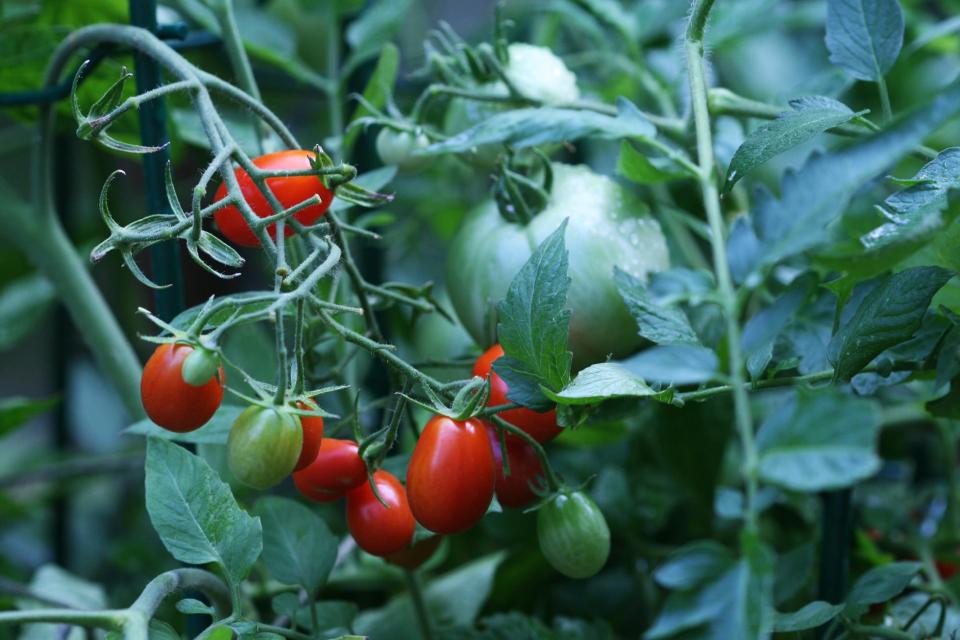 This photo taken on May 16, 2010 shows cherry tomatoes in New Market, Va. Tomatoes are tender plants, susceptible to damage from frost. Like most warm season crops, they can be started indoors or protected by such season extending tools as cold frames, row covers or hoops until the threat of frigid weather has passed. Wait until soils have warmed to at least 55- or 60 degrees before transplanting. (AP Photo/Dean Fosdick)