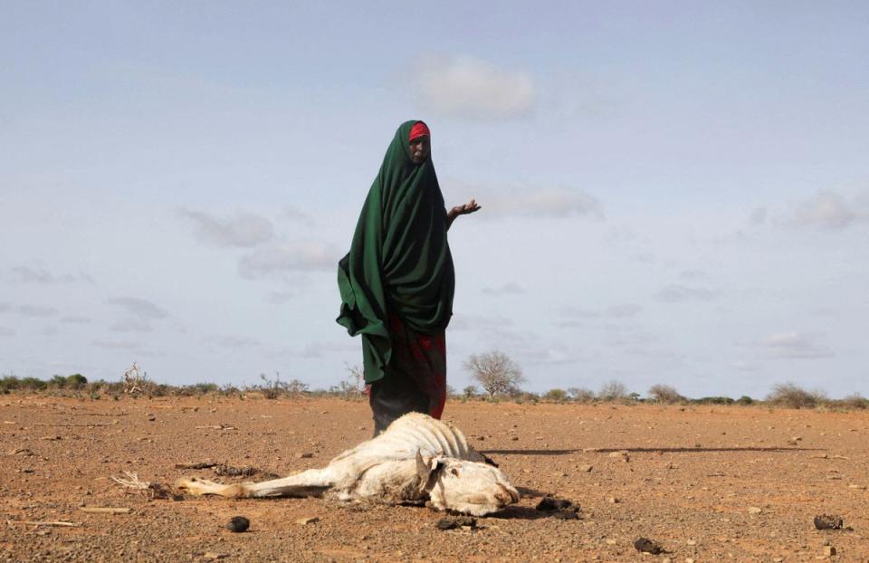 Internally displaced Somali woman Habiba Bile stands near the carcass of her dead livestock following severe droughts near Dollow in Somalia (Reuters)