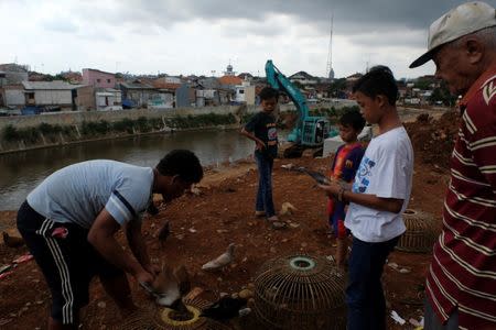 People play with their pigeons as an excavator cleans the Ciliwung river bank at Jatinegara district in Jakarta, Indonesia, December 29, 2016. Picture taken December 29, 2016. REUTERS/Beawiharta