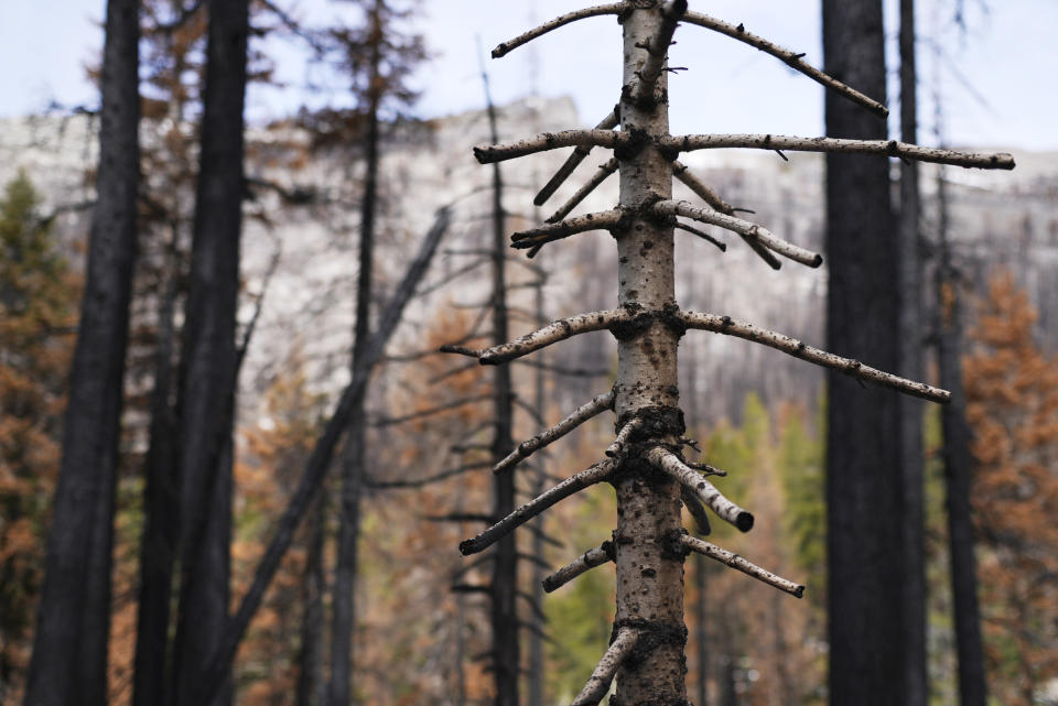 Burned trees stand at the site of the 2021 Caldor Fire, Monday, April 4, 2022, near Twin Bridges, Calif. As wildfires intensify across the West, researchers are studying how scorched trees could lead to a faster snowmelt and end up disrupting water supplies. Without a tree canopy, snow is exposed to more sunlight. (AP Photo/Brittany Peterson)