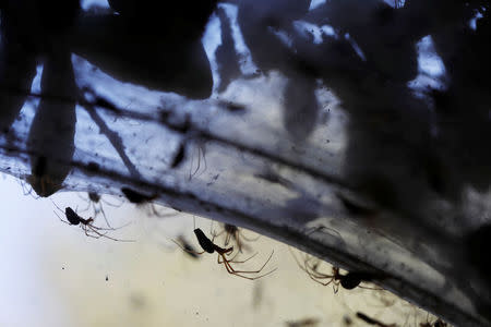 Long-jawed spiders (Tetragnatha) weave giant spider webs over sections of the vegetation along the Soreq creek bank, near Jerusalem November 7, 2017. REUTERS/Ronen Zvulun