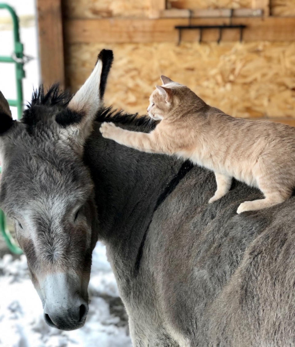 This cat and donkey have become best friends