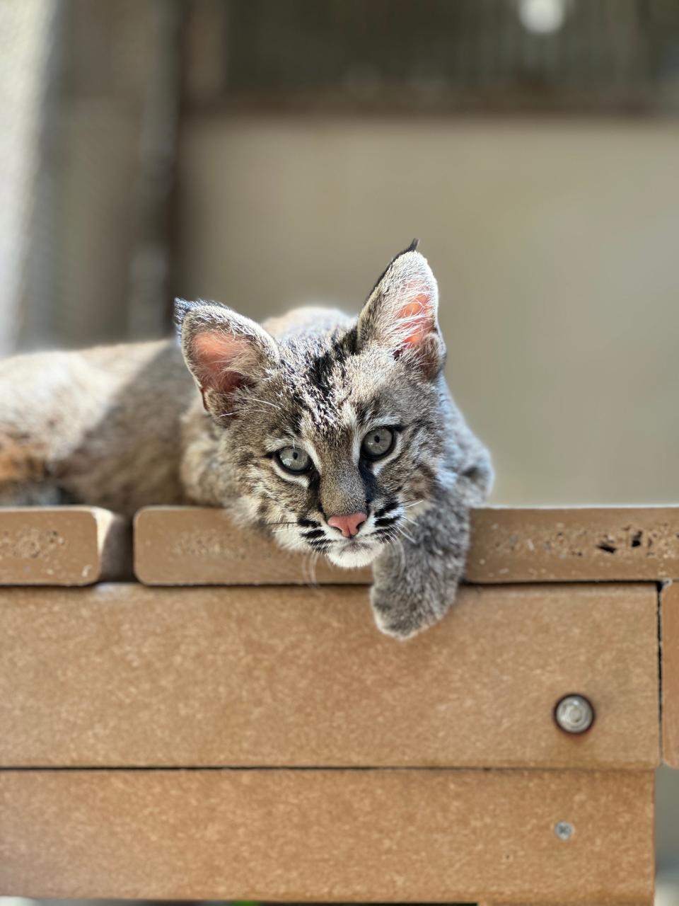 New bobcat kitten Kohana at the Western North Carolina Nature Center in East Asheville.