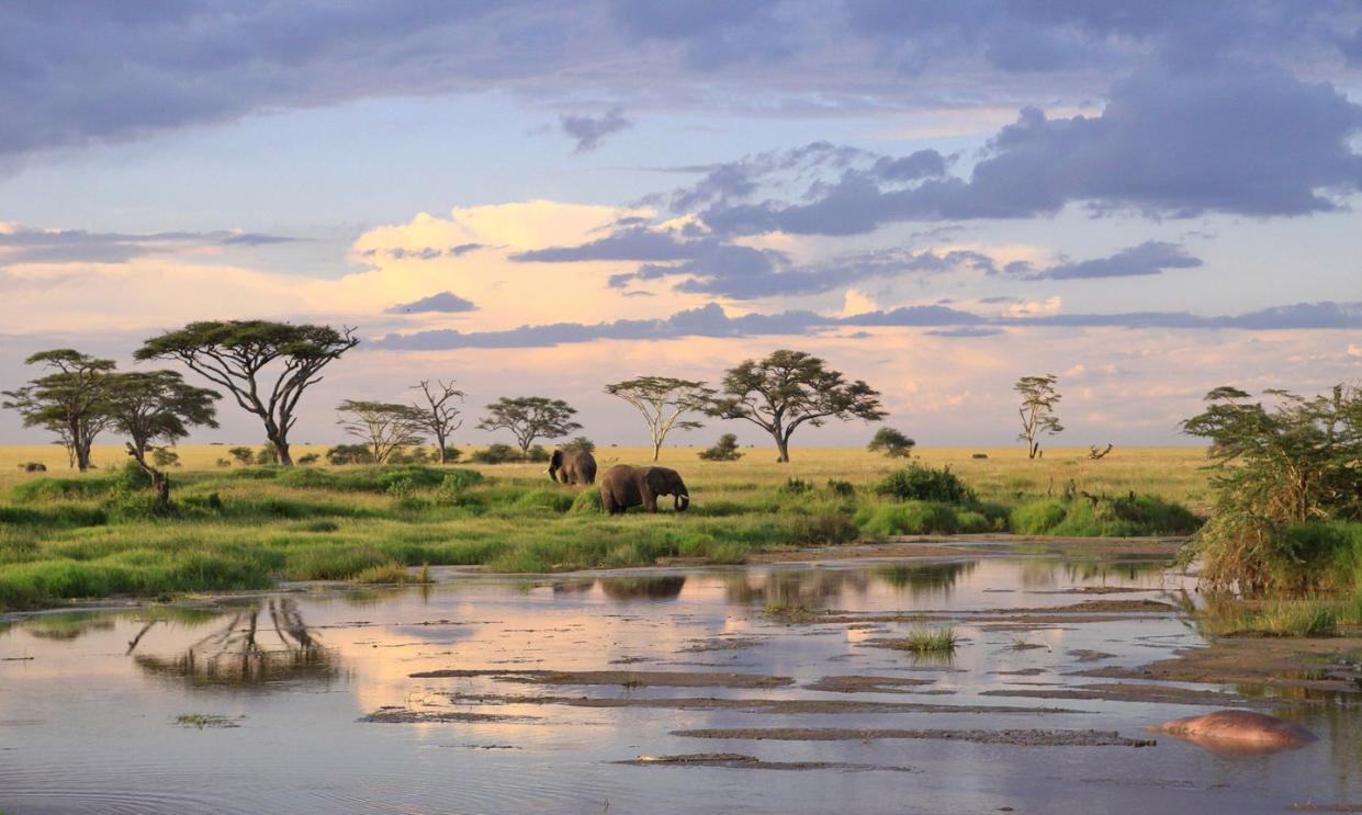 wild elephants tanzania