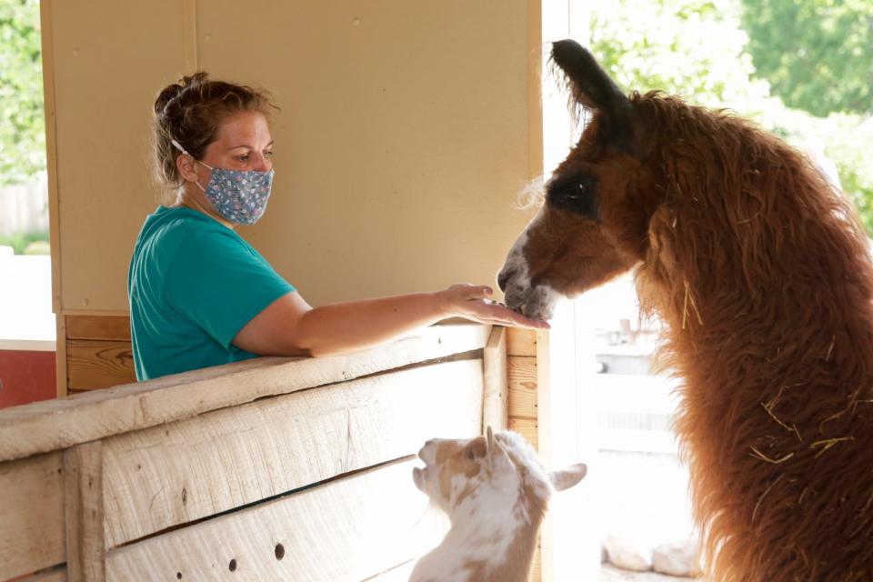 Lindsay Garagiola, a senior zookeeper at the Columbian Park Zoo, holds out her hand with treats for Prince Charming, the zoo's llama and a Nigerian dwarf goat, Friday, June 5, 2020 in Lafayette.