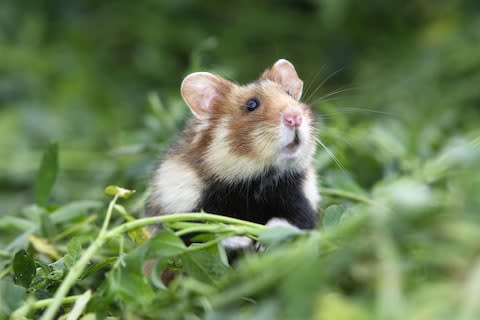 Spot hamsters on this quirky wildlife weekend - Credit: GETTY