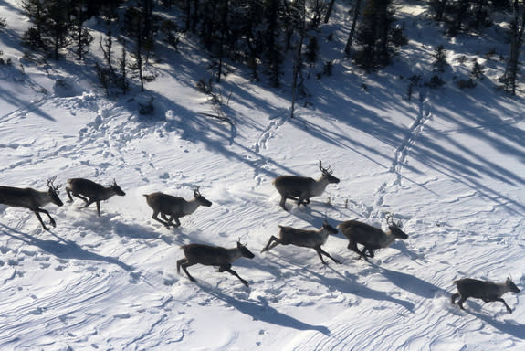 Caribou, the wild cousins of reindeer, appear to "fly" as they run across frozen lakes in Canada.