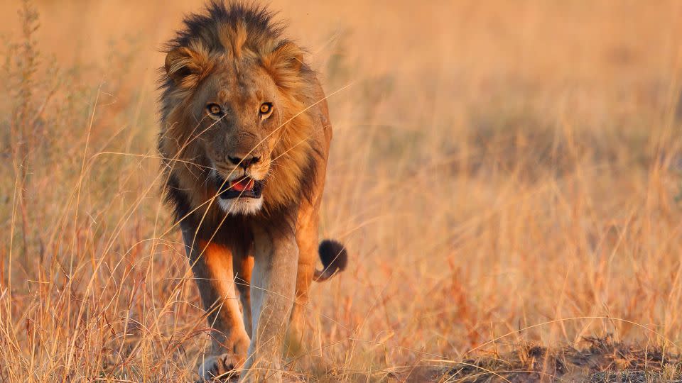 Experts say the key to a thrilling lion encounter is respect. Keep your distance and understand — but don't blindly fear — the lethal capabilities of Africa's most fascinating cat. Humans are actually much more dangerous to lions than they are to us. - mantaphoto/iStockphoto/Getty Images