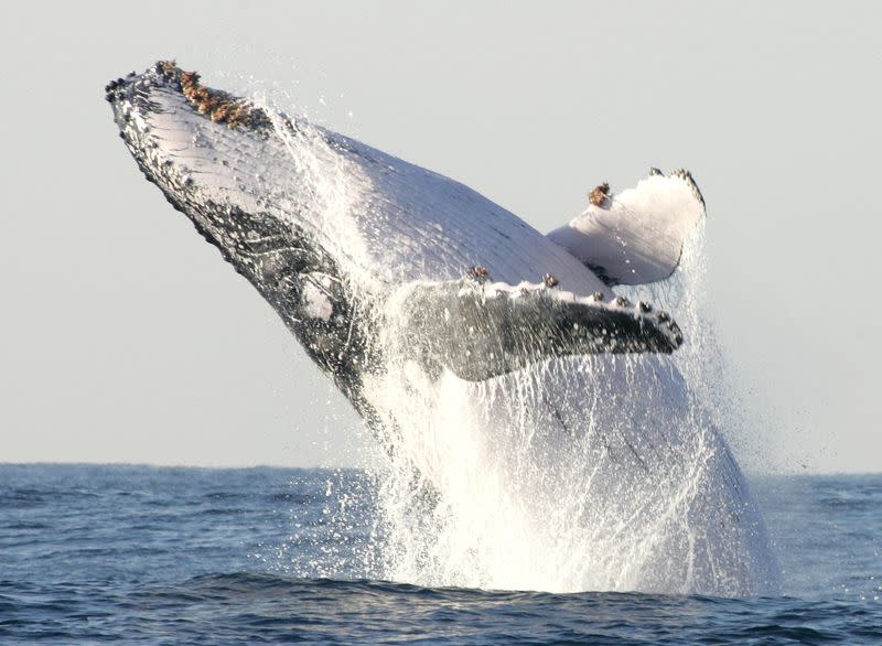 FILE PHOTO: A humpback whale breaches off South Africa's Kwa-Zulu Natal South Coast, July 9, 2004. An estimated ..