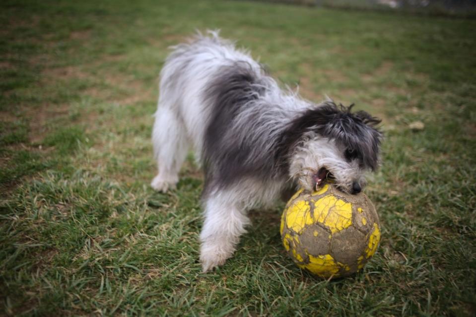 Mini Aussiedoodle puppy playing with a ball