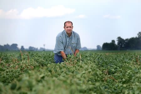 John Weiss looks over his crop of soybeans, which he had reported to the state board for showing signs of damage due to the drifting of Monsanto's pesticide Dicamba, at his farm in Dell, Arkansas, U.S. July 25, 2017. Picture taken July 25, 2017. REUTERS/Karen Pulfer Focht