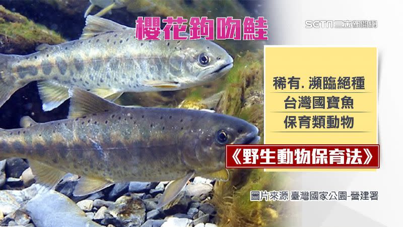 櫻花鉤吻鮭素有「國寶魚」的美稱，現為瀕臨絕種保育類野生動物。（圖／資料照）