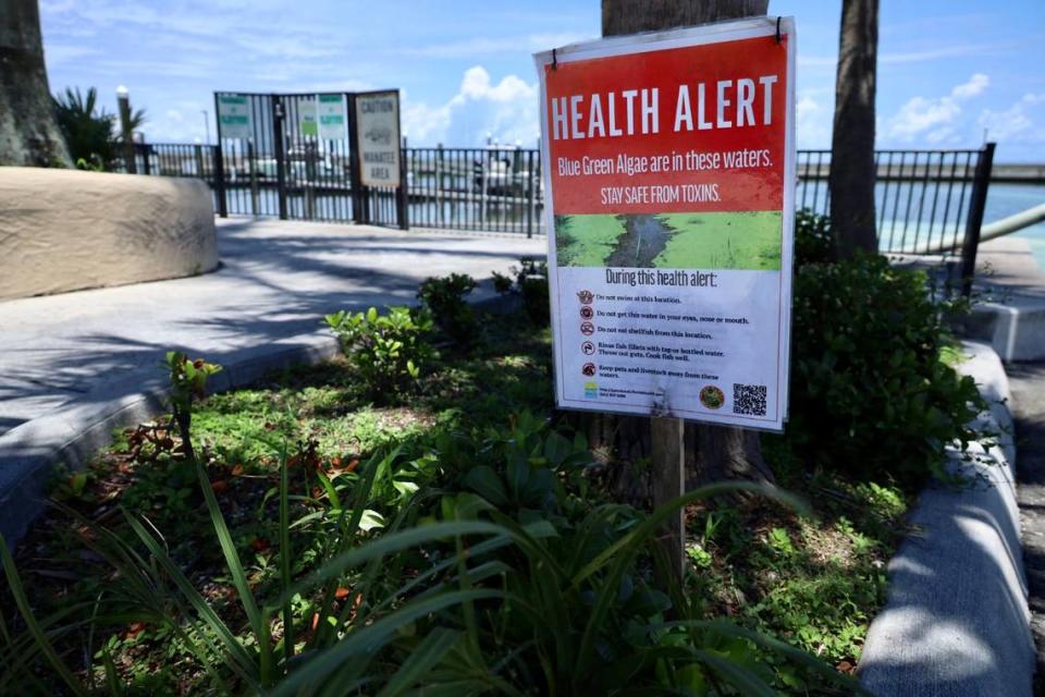 A blue-green algae bloom fouled the water at the Pahokee Marine in Lake Okeechobee on June 2, 2023