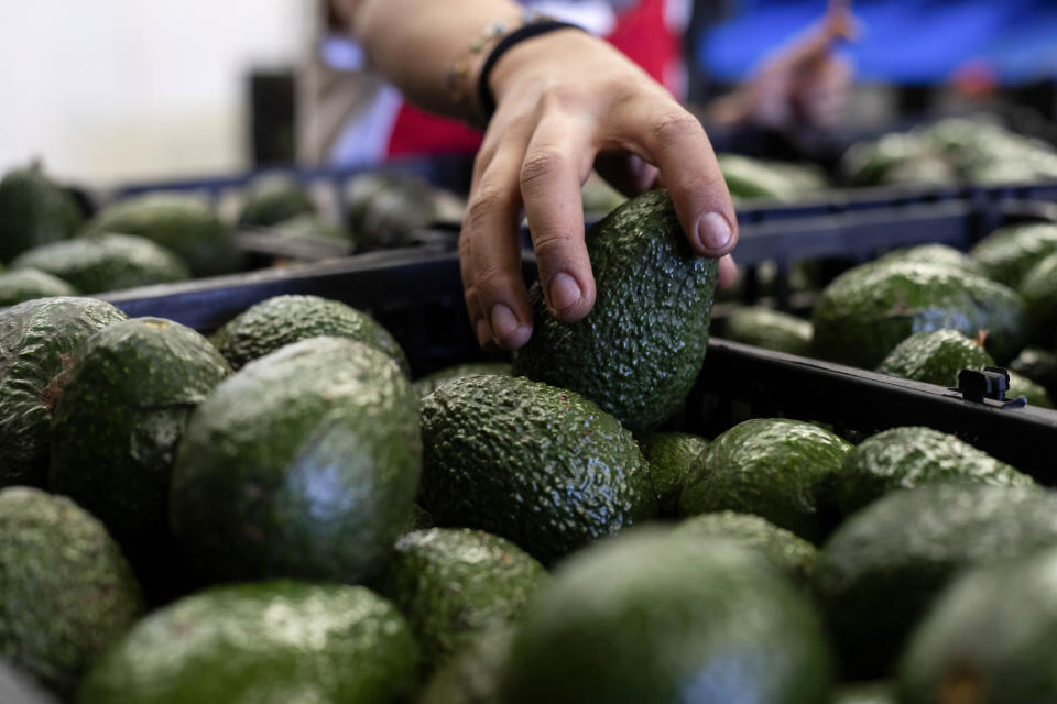 Un trabajador empaca aguacates en una planta Uruapan, en el estado de Michoacán, México, el viernes 9 de febrero de 2024. La falta de lluvia y temperaturas cálidas ha reducido el número de aguacates enviados de México a Estados Unidos. (AP Foto/Armando Solis)