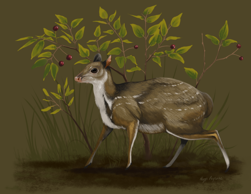 A paleoartistic reconstruction of the newly named genus Santuccimeryx elissae, standing in front of hackberry bushes. (Illustration by Benji Paysnoe)