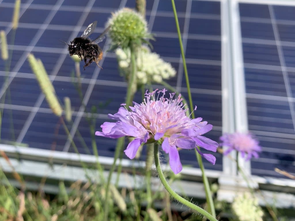 A bumble bee in a UK solar park (Hollie Blaydes/SWNS)