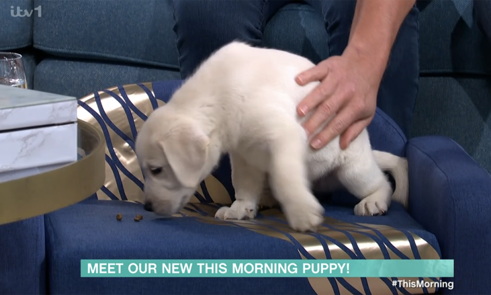 The This Morning puppy has his own mini sofa too. (ITV screengrab)