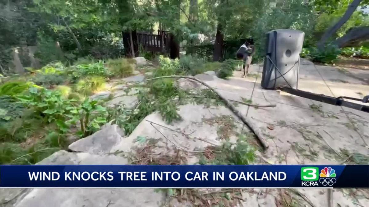 Winds Knock Down Redwood Tree In Berkeley