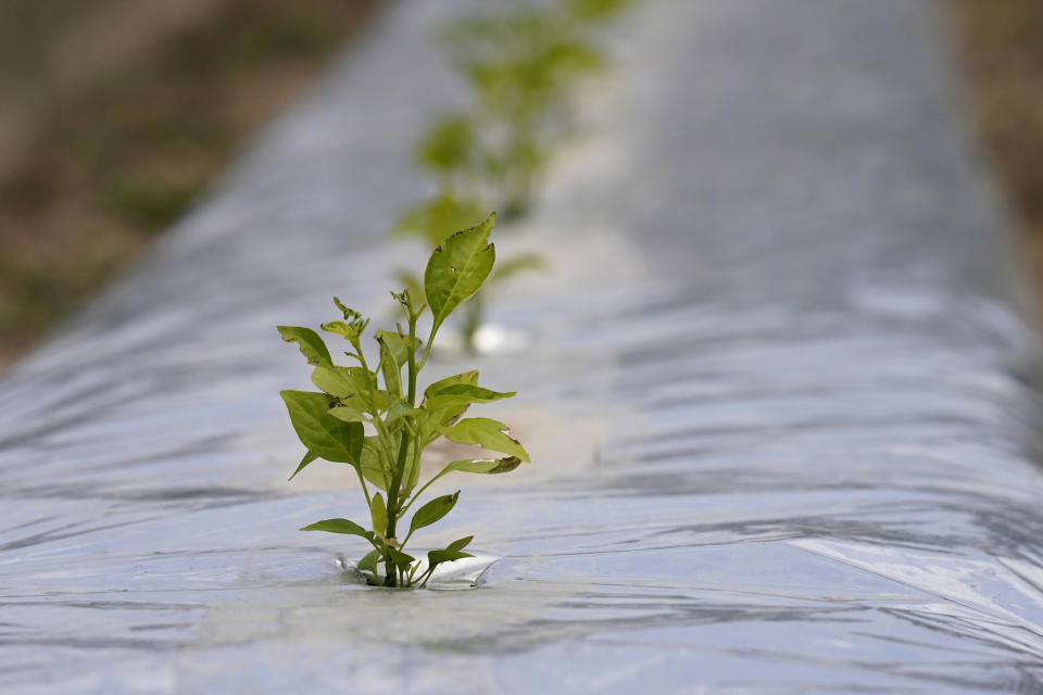 Pepper plants are grown for seed stock for Tabasco products at the McIlhenny Company on Avery Island, La., Tuesday, April 27, 2021. As storms grow more violent and Louisiana loses more of its coast, the family that makes Tabasco Sauce is fighting erosion in the marshland that buffers it from hurricanes and floods. (AP Photo/Gerald Herbert)