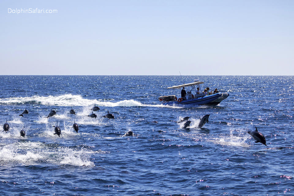 This photo provided by Capt. Dave's Whale Watching Safari shows some of 300 dolphins caught on camera Sunday, Aug. 9, 2020, stampeding across the ocean near Dana Point, Calif. A minutes-long video captured by Capt. Dave's Whale Watching Safari shows dolphins leaping several feet into the air above the glistening waters. The Orange County Register reported that dolphins move fastest while porpoising out of the water since there is less resistance in air than in water. It is unknown why pods of dolphins stampede. (Capt. Dave's Whale Watching Safari via AP)