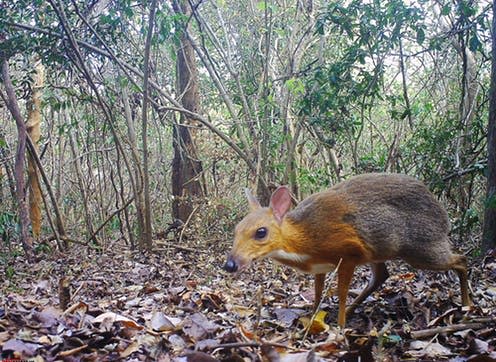 <span class="caption">Until its rediscovery, the silver-backed chevrotain was among Global Wildlife Conservation's 25 "most wanted lost" species.</span> <span class="attribution"><a class="link " href="https://press.nature.com/camera-trap-evidence-that-the-silver-backed-chevrotain-tragulus-/17329412" rel="nofollow noopener" target="_blank" data-ylk="slk:SIE/GWC/Leibniz-IZW/NCNP;elm:context_link;itc:0;sec:content-canvas">SIE/GWC/Leibniz-IZW/NCNP</a></span>