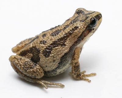 An adult female western chorus frog (Pseudacris triseriata). (Chris Callaghan), Author provided