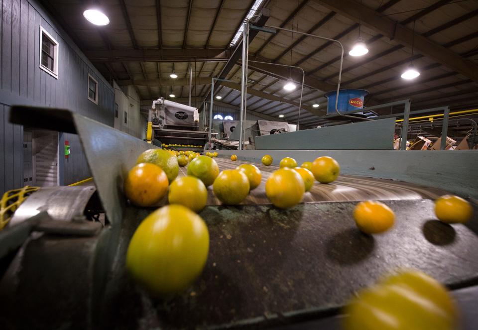 Valencia oranges tumble down a conveyor after being washed at Peace River Citrus packinghouse in Fort Meade, Fla.