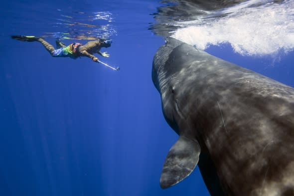 Lucky tourists swim with pod of sperm whales (video)