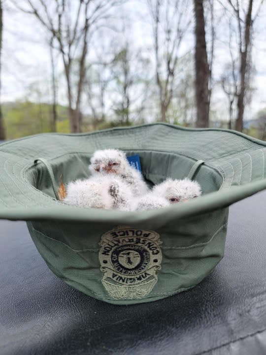 Owl chicks resting in a spare hat while wildlife officials build their makeshift nest