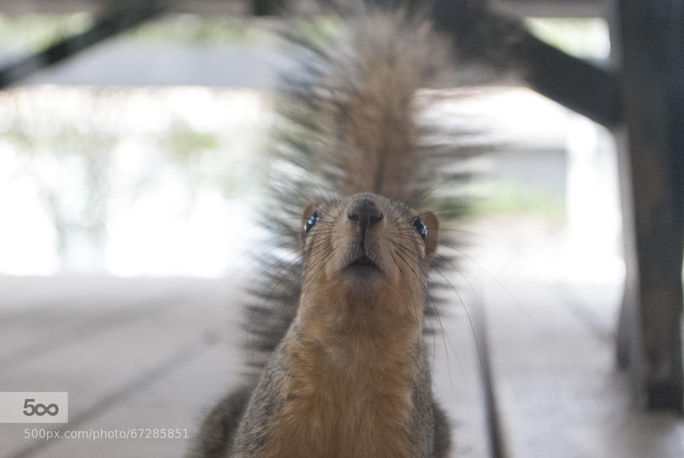 A surprised squirrel