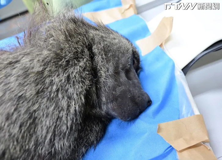 六福村狒狒遭擊斃，獵人證稱有人喊一槍幹掉牠，被指下令技工喊冤。（圖／翻攝畫面）