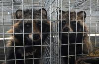 Racoons look out from a cage at a farm that breeds animals for fur in Zhangjiakou, in China's Hebei province, on July 21, 2015