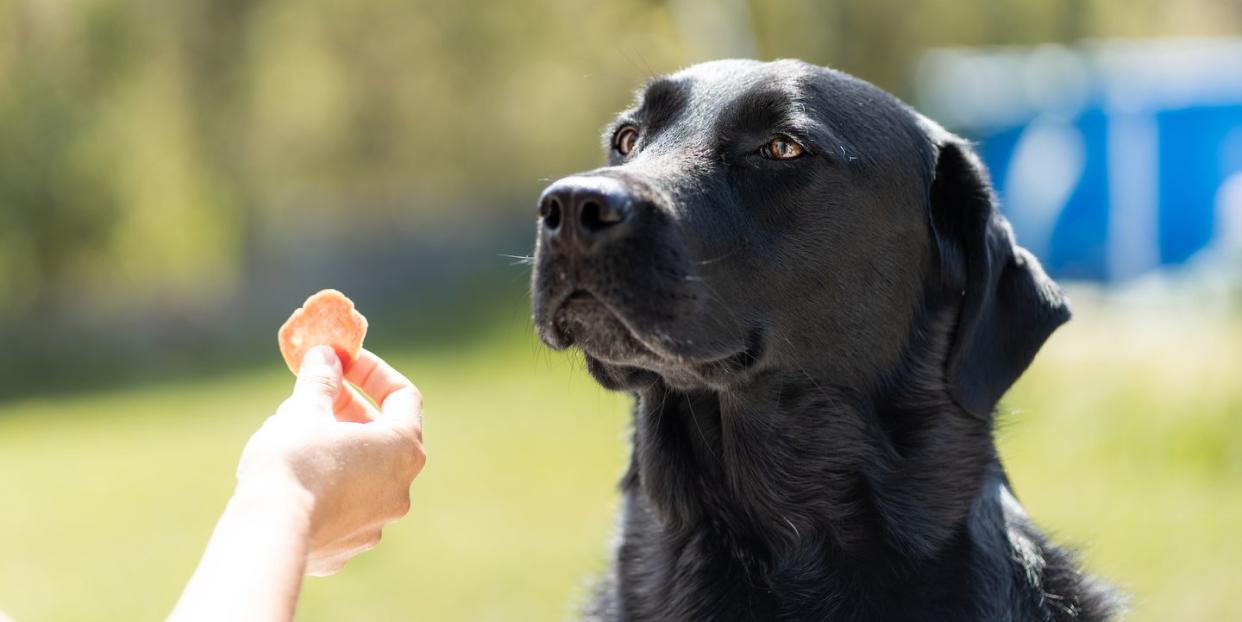 how to treat obesity in labradors