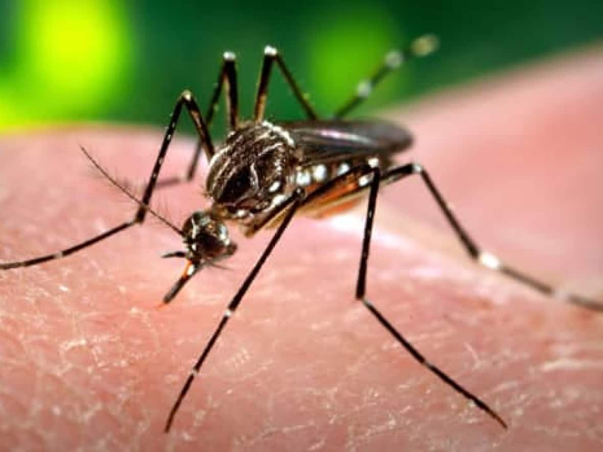 UBC entomologist Dan Peach is asking Yukoners to send him dead mosquitoes in the mail so he can track how different species are moving north as a result of climate change. (Canadian Press - image credit)