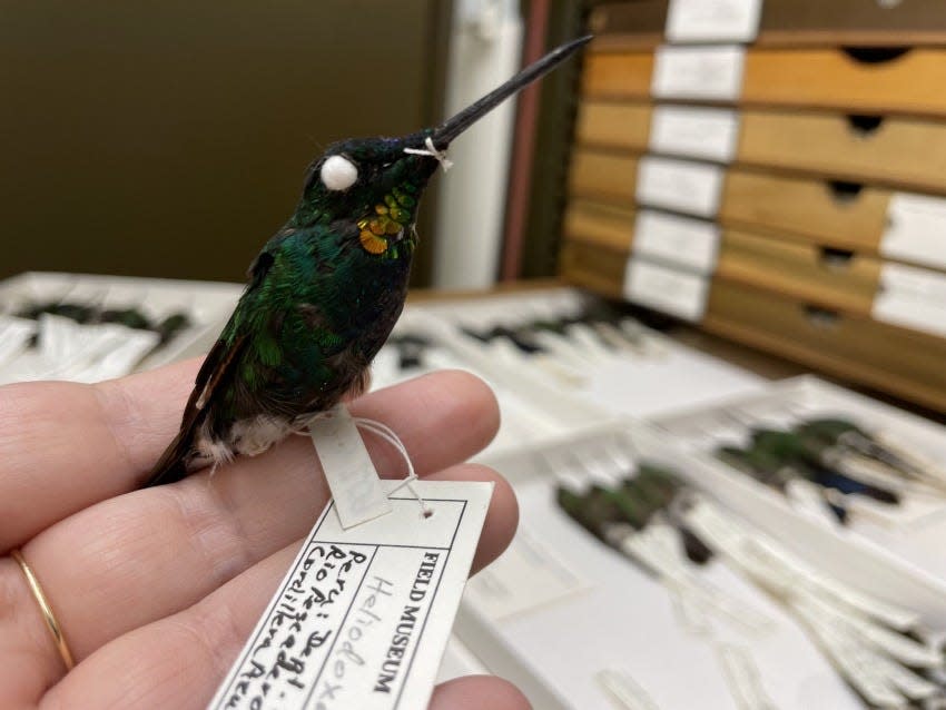 The gold-throated hybrid hummingbird.