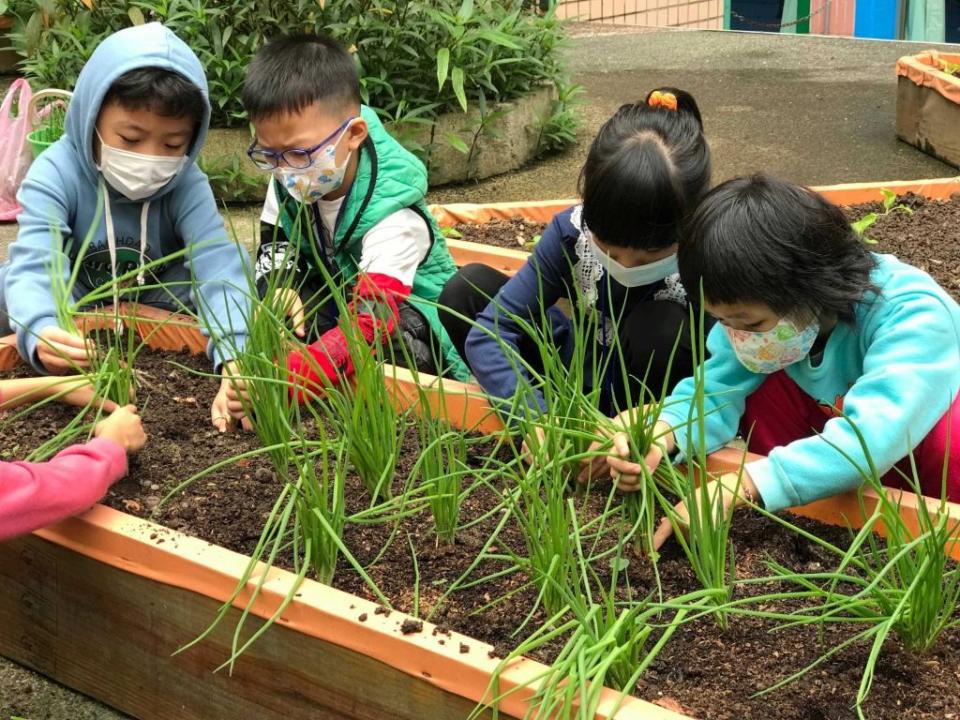 重陽國小「綠園田心」課程讓學生在課程中種蔥種菜、親近自然。（新北市教育局提供）