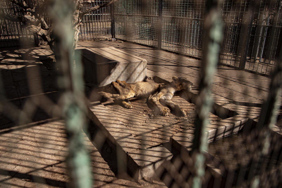 In this Tuesday, Jan. 21 photo, a malnourished lion rests in a zoo in Khartoum, Sudan. With the staff at the destitute Al-Qurashi Park, as the zoo in Khartoum is known, unable to feed and look after the animals, many have died off or were evacuated, leaving only three skeletal lions. (AP Photo)