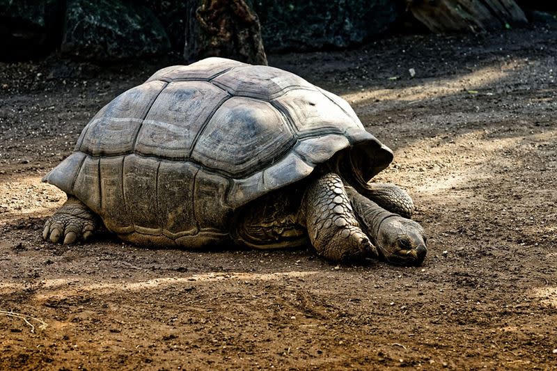 台北市立動物園表示，雄性的陸龜在交配時會發出「機關槍掃射」聲。（示意圖／翻攝自Pixabay）