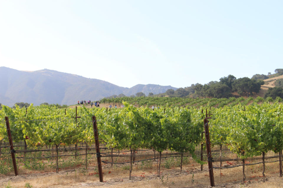Take in the Alma Rosa estate during the 5th annual Peace of Mind walk<p>Courtesy of Alma Rosa Winery</p>
