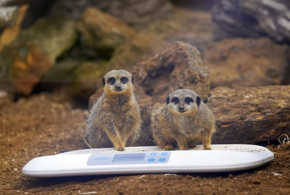 <p>Slender-tailed meerkats during the annual weigh-in at Whipsnade Zoo in Dunstable, Bedfordshire. Picture date: Tuesday August 24, 2021.</p>
